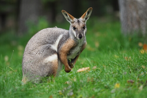 El ualabí: descubre a estos marsupiales
