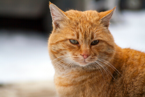 Un gato callejero llamado Bob: película