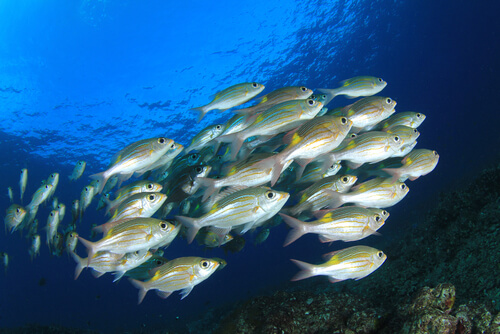Vejiga natatoria en peces: para qué sirve