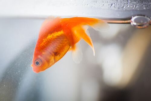 Vejiga natatoria en peces: síntomas