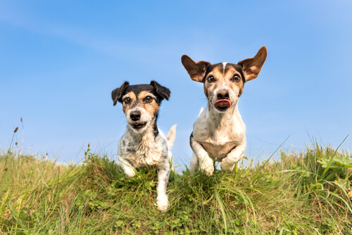 Ventajas de pasear a tu perro
