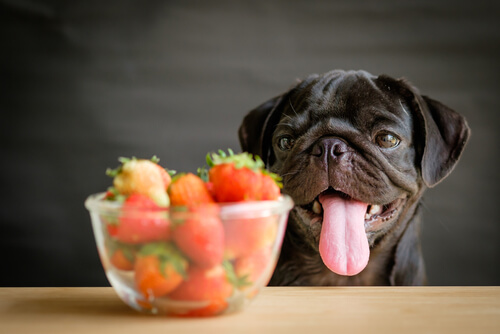 Verduras y frutas para perros