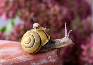 La vida del caracol: con la casa encima