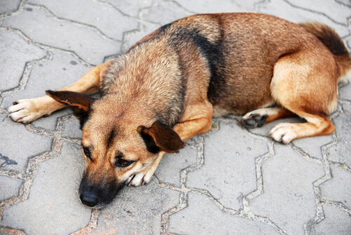 yerde yatan hasta köpek, köpeklerde kusma