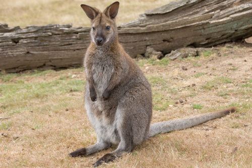 Wallabies de Australia