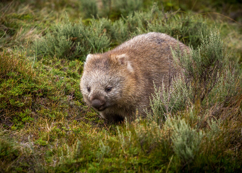 Wombat: marsupial