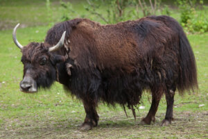 5 animales de China