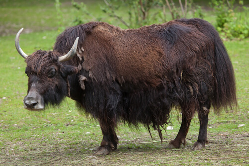 Yak: hábitat del animal
