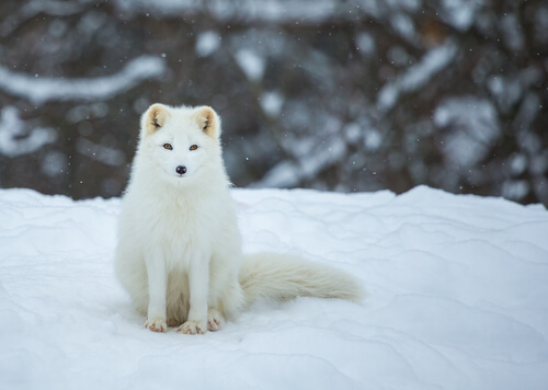 El zorro polar: características, alimentación y hábitat