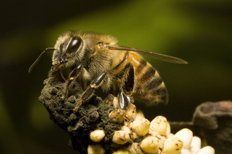 Abejas africanizadas peligrosas