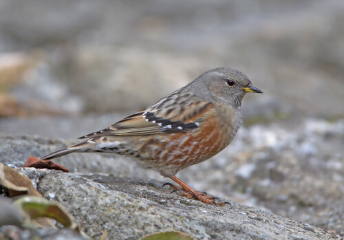 Acentor alpino: alimentación