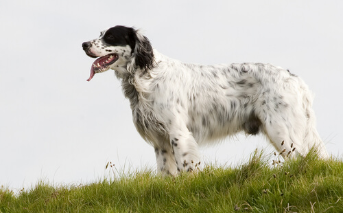 El adiestramiento del setter inglés: perro especialista en la caza de aves