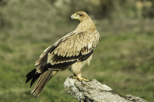 Águila imperial ibérica o Aquila adalberti