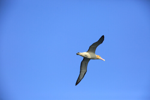 Albatros de cola corta