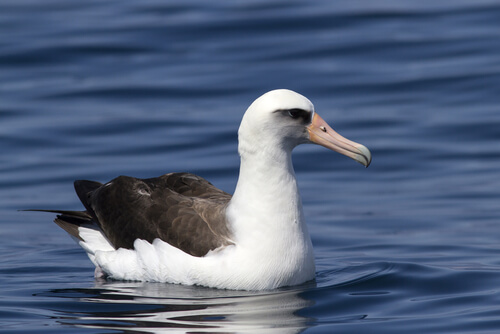 Albatros Laysan