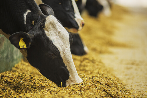 Alimentación de las vacas lecheras