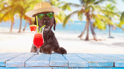 Alimentación de los perros en verano