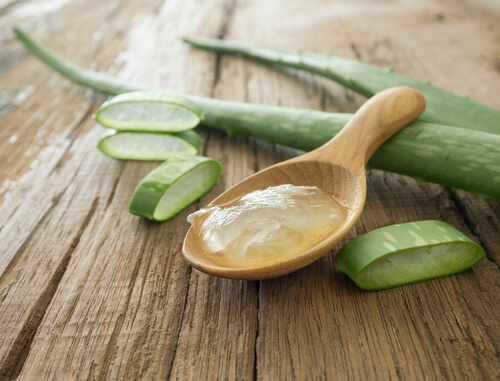 Aloe vera para mascotas