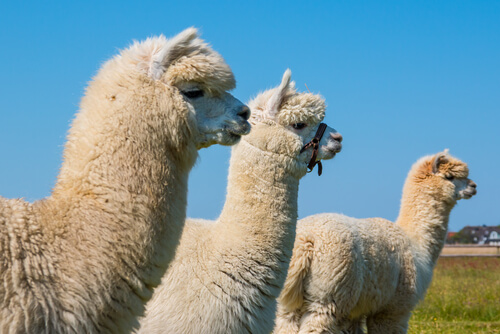 Alpaca: caracteristicas
