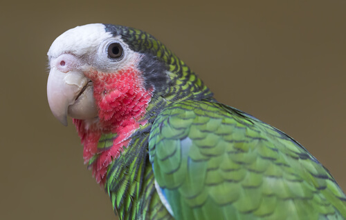 Amazona cubana