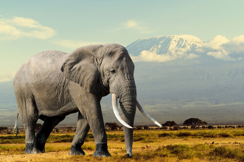 Animales con colmillos: elefante
