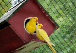 5 animales de color amarillo