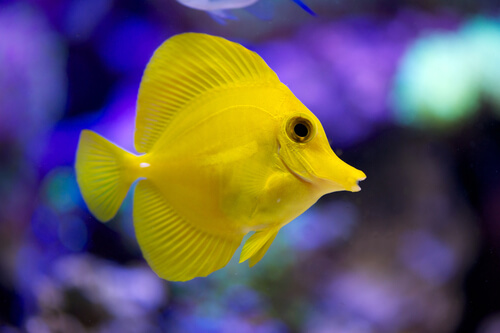 Animales de color amarillo: pez cirujano