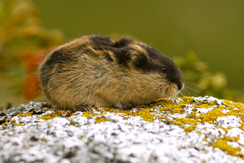 Animaux de la toundra : lemming.