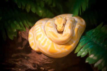 Los 30 animales más peligrosos del mundo