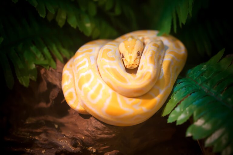 Los 30 animales más peligrosos del mundo