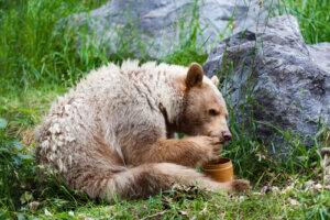 5 animales que comen miel