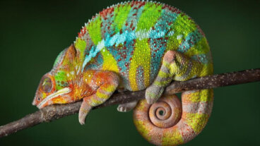 Animales que pueden cambiar de color