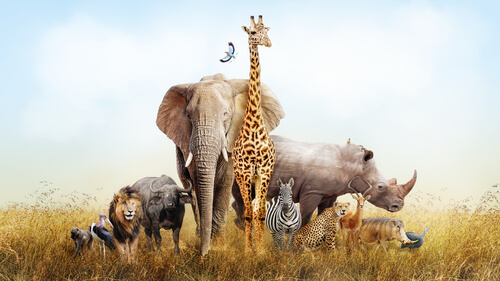 Los animales que se pueden ver en África