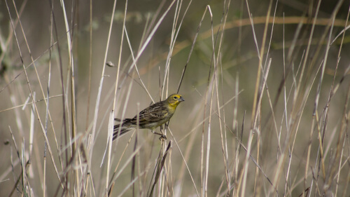 Animales que viven en pastizales: chimango