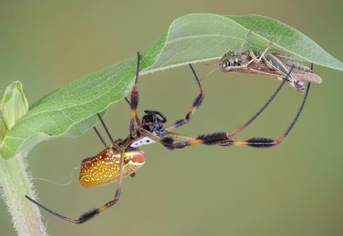 Araña errante brasileña: características