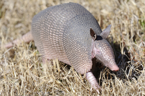 Armadillo: características