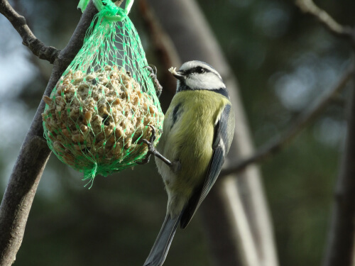 Atraer aves al jardín