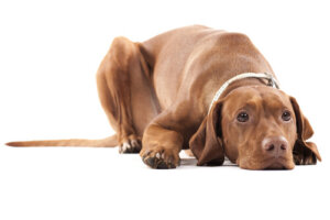 Atrofia testicular en perros