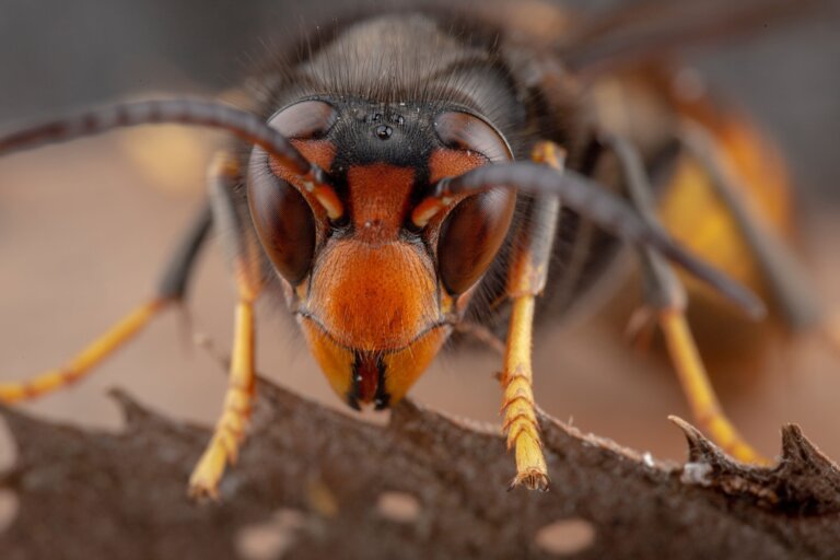 Avispón gigante asiático