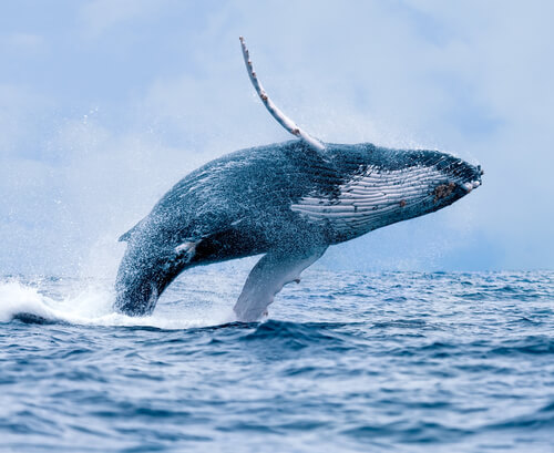 La ballena: hábitat, comportamiento y características