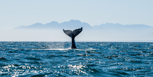 Ballena: comportamiento