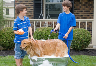 Consejos para bañar a tu perro con manguera