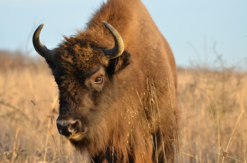 Diferencias entre bisonte, ñu y búfalo