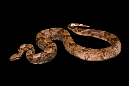 Boa constrictor: comportamiento