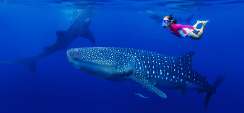 Buceo con el tiburón ballena