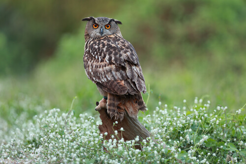 Búho real: reproducción