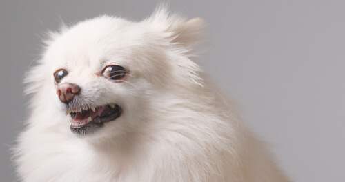 Caída de dientes en perros