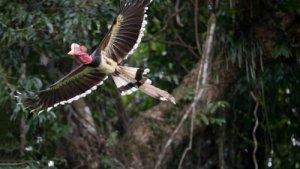 La fauna de Borneo
