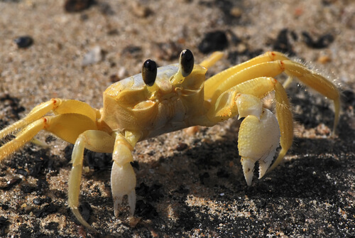 4 especies de cangrejos marinos