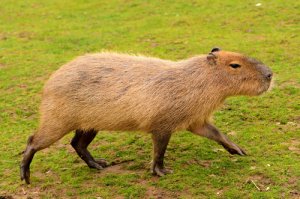 5 animales endémicos de Sudamérica